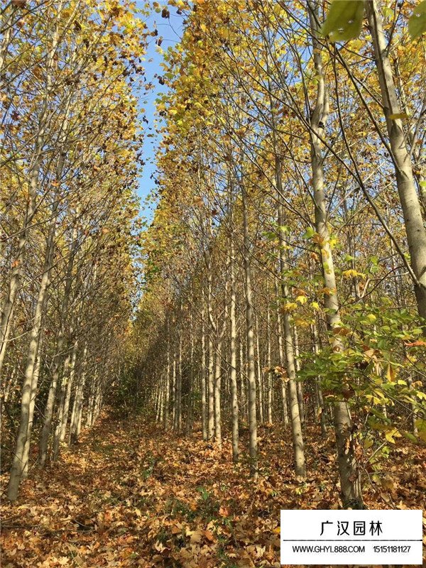 不同規格馬褂木價格(圖3)