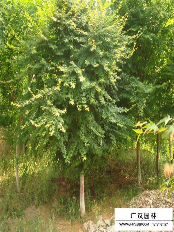 雞爪槭幼苗的種植和養護(圖1)