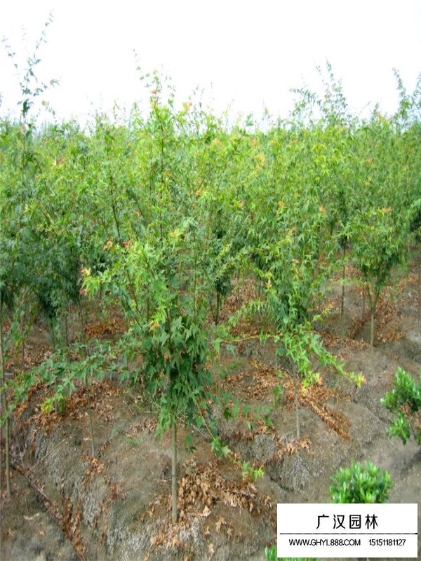 雞爪槭幼苗的種植和養護(圖2)