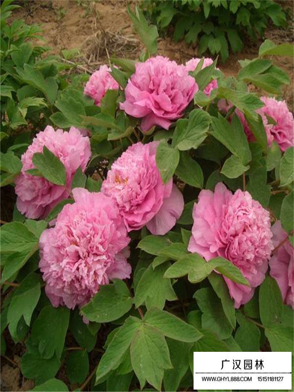 芍藥花的花語是什么？(圖3)