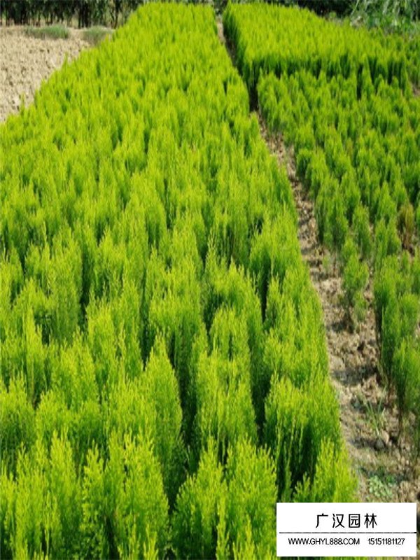 灑金柏的種植方式(圖2)