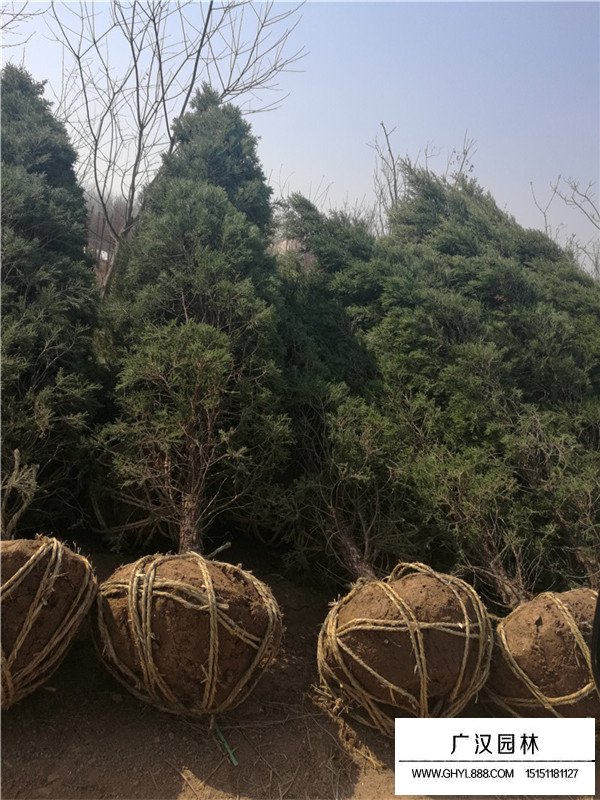 不同高度塔柏的價格(圖1)