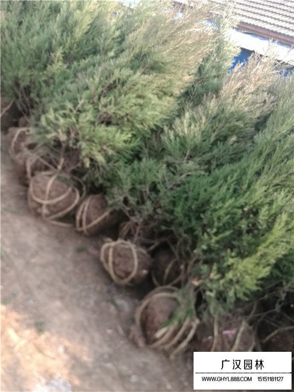 不同高度塔柏的價格(圖2)