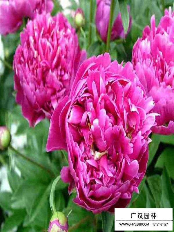芍藥的形態(圖1)