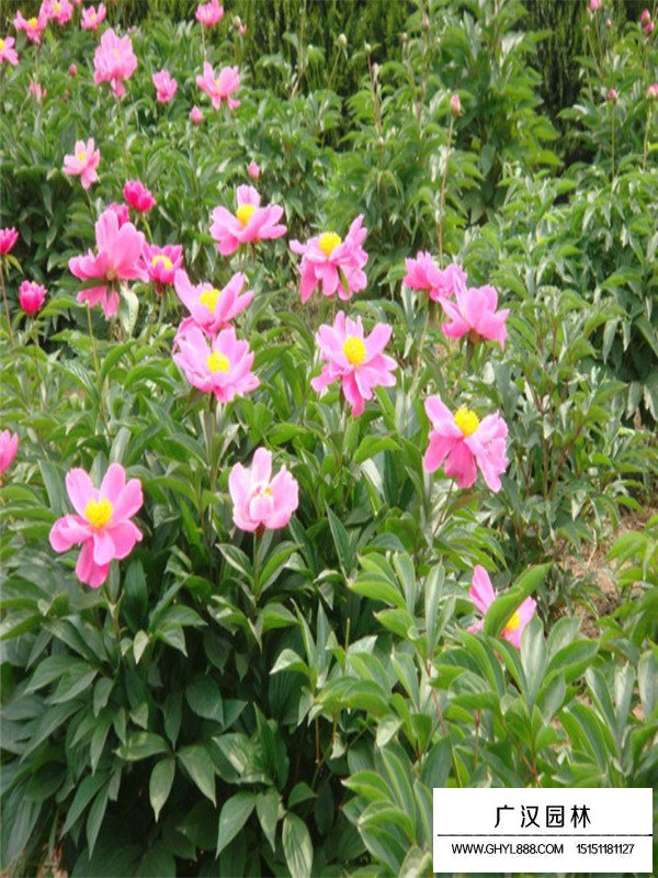 芍藥的形態(圖2)