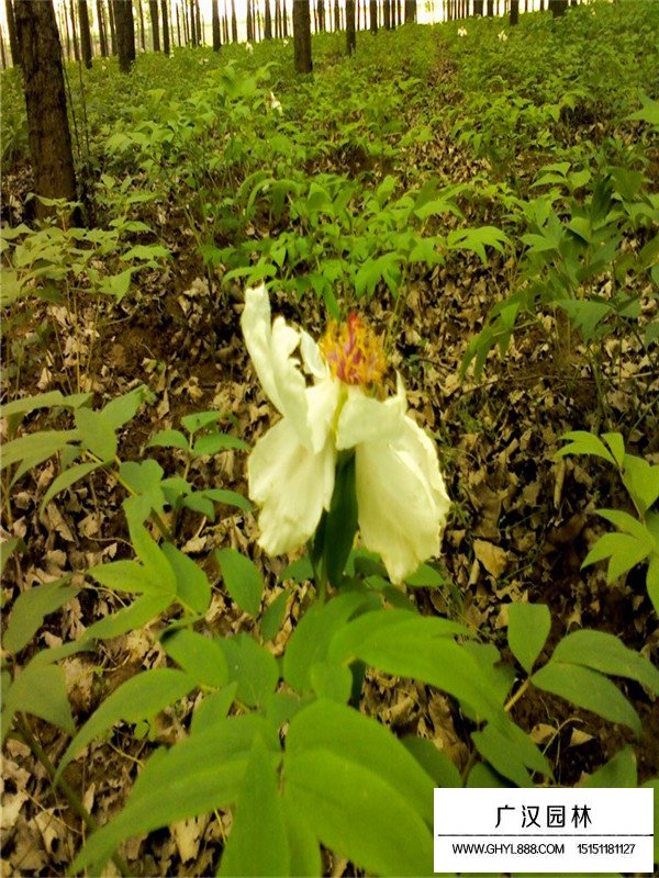 芍藥的形態(圖3)