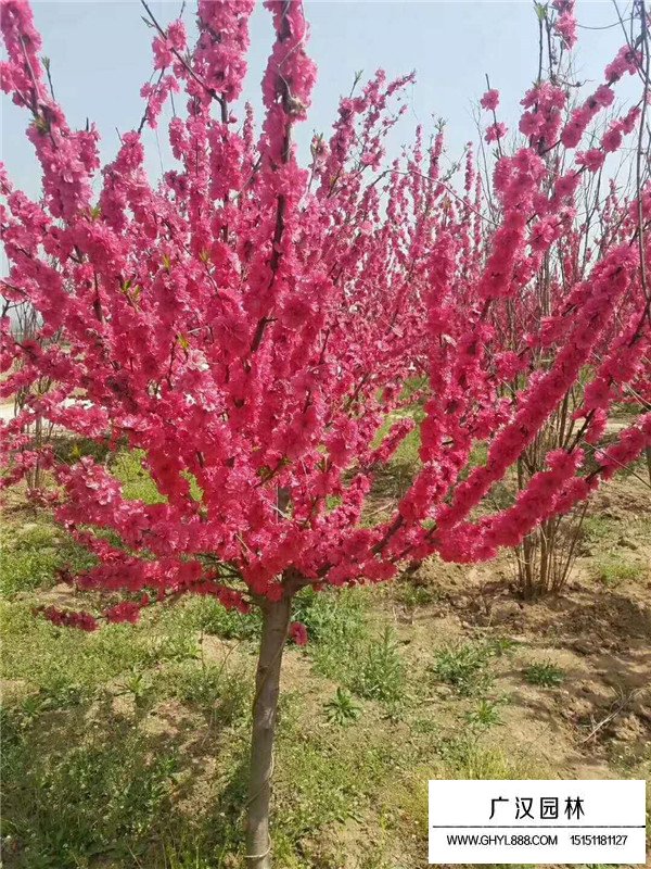 不同規格碧桃的價格(圖2)
