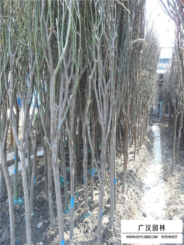 不同規格青楓樹的價格(圖2)