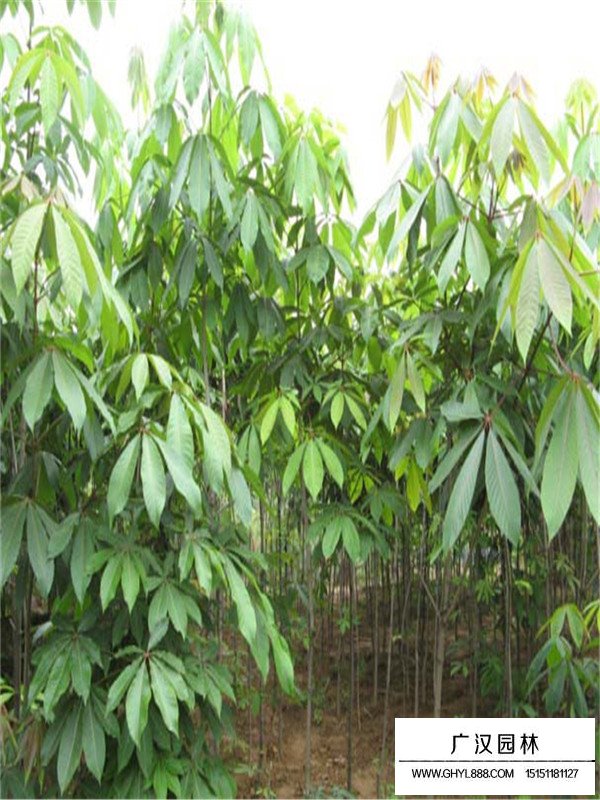 不同規格七葉樹價格(圖1)
