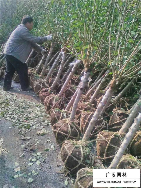 不同直徑紅梅價格(圖1)
