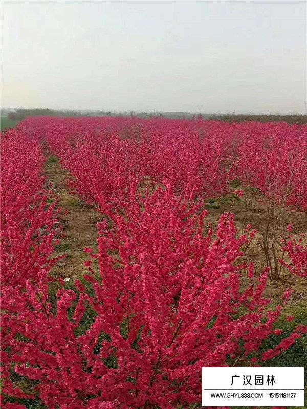 紅葉碧桃幼苗的繁殖技術(圖1)