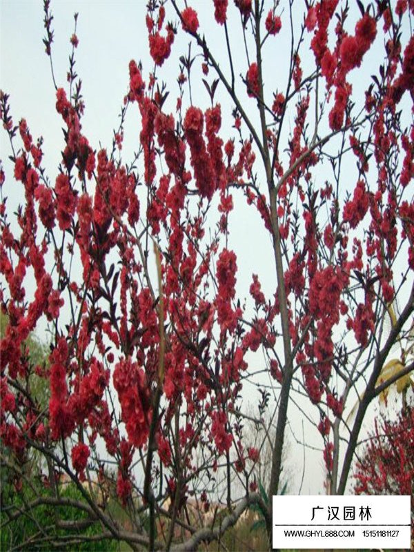 紅葉碧桃幼苗的繁殖技術(圖3)