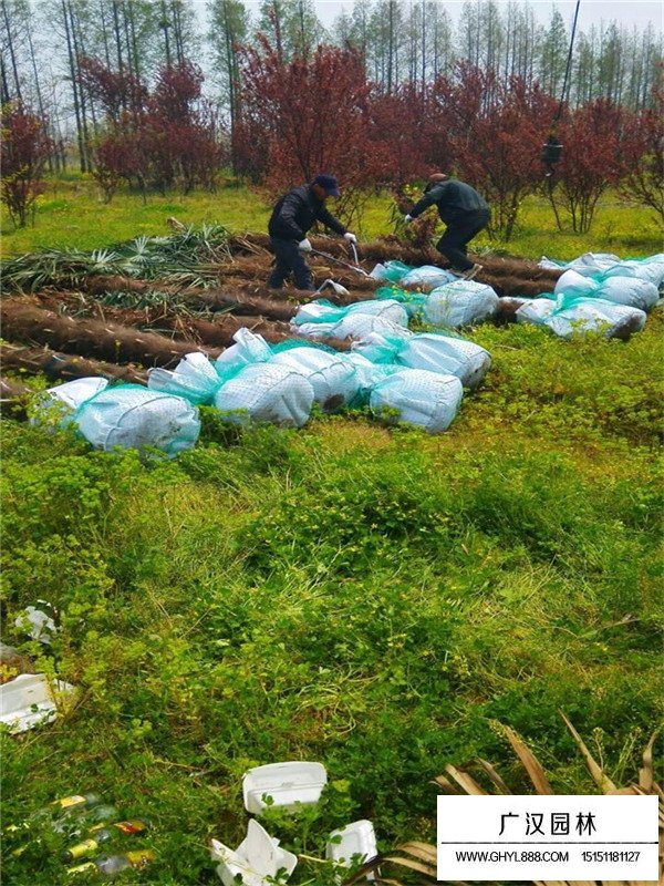 棕櫚樹的種植要點(圖2)