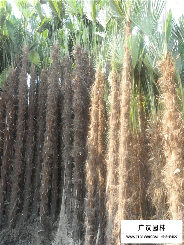 棕櫚樹的種植要點(圖3)