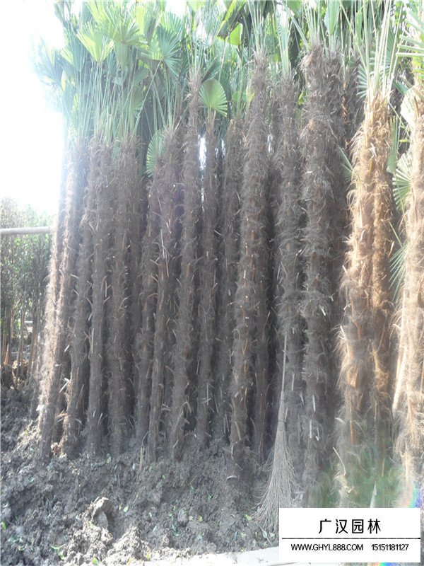 棕櫚樹的種植要點(圖4)