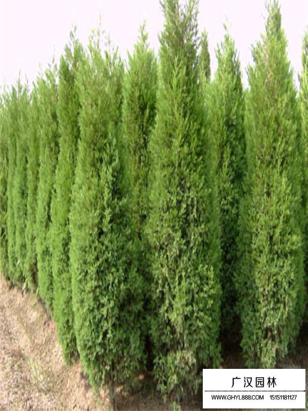 蜀檜苗的種植技術(圖1)