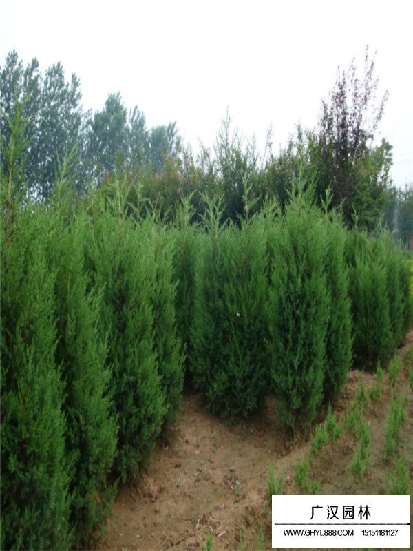 蜀檜苗的種植技術(圖2)
