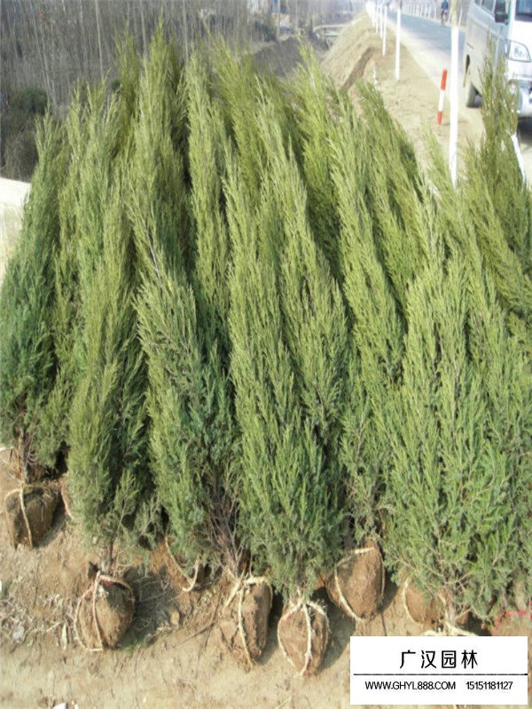 蜀檜苗的種植技術(圖3)