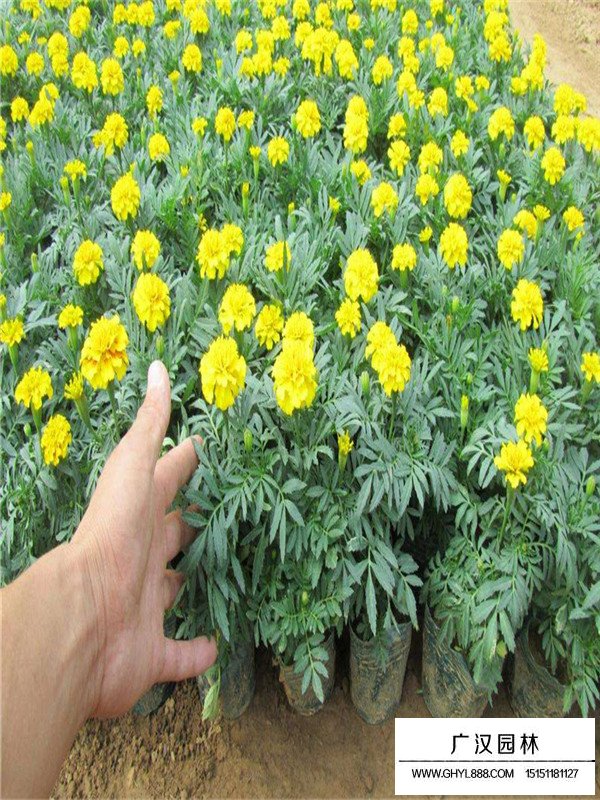 孔雀草的市場價(圖3)