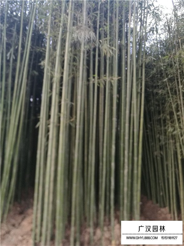 早園竹的介紹(圖2)
