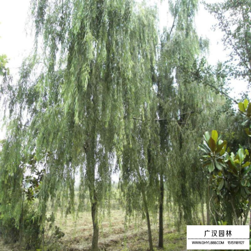 不同規格速生柳價格(圖2)