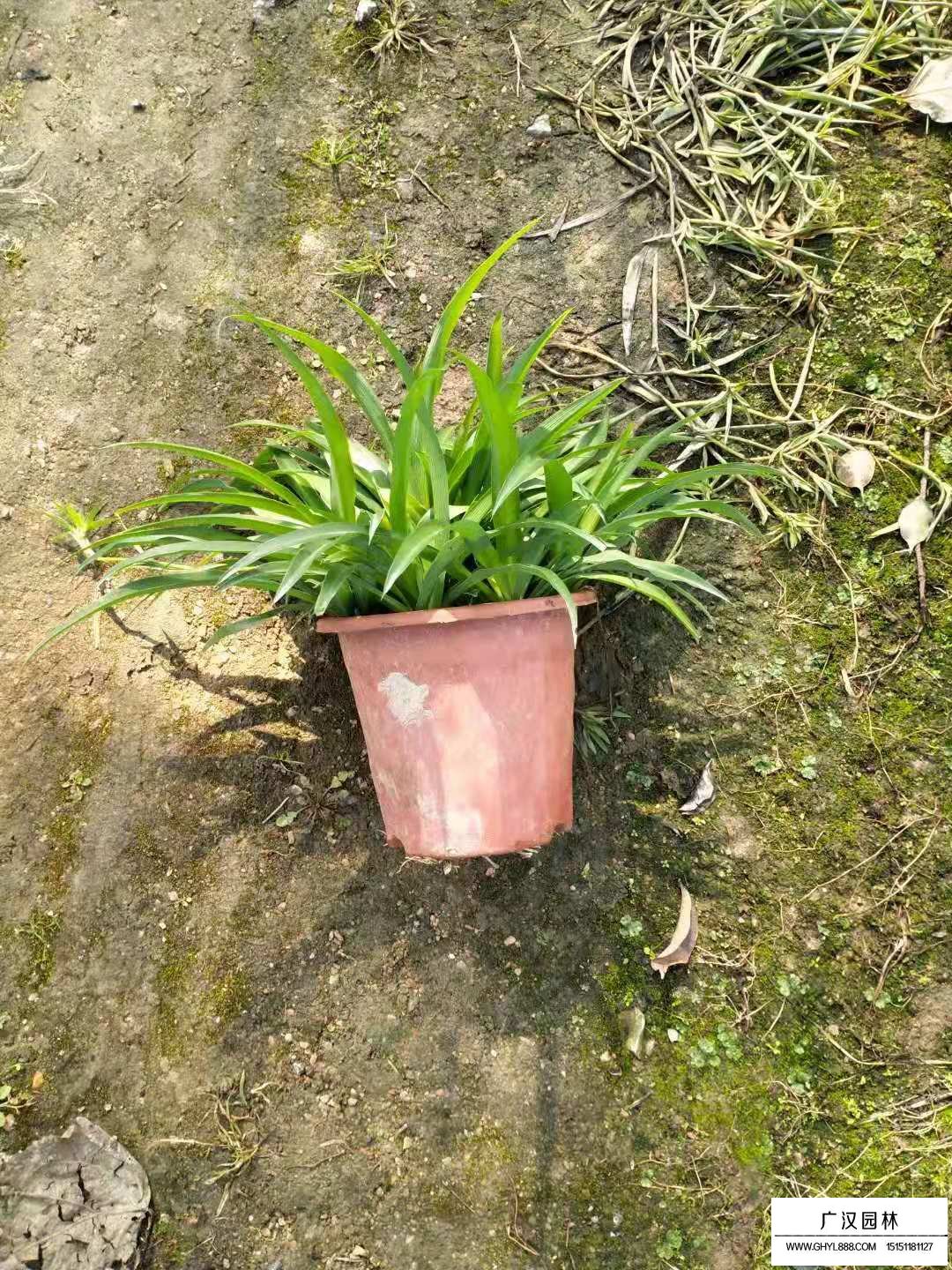 青蘭的介紹(圖1)