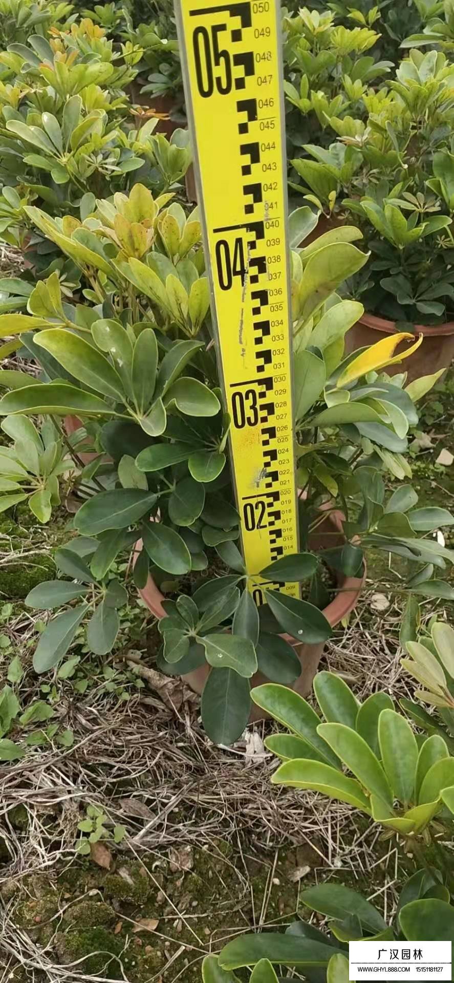 鴨腳木(圖2)