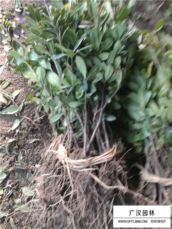 不同規格海桐苗的價格(圖3)