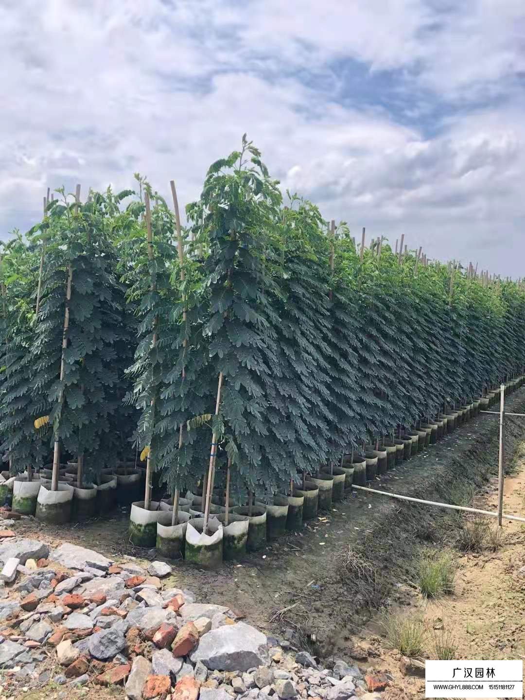 植物盲盒知多少(圖1)