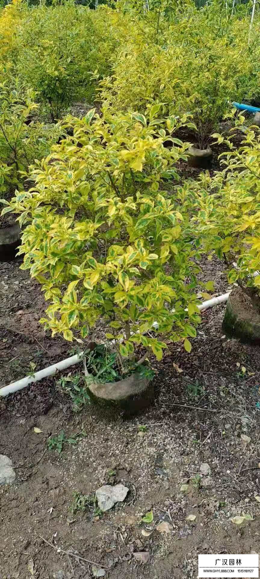 金葉假連翹(圖3)