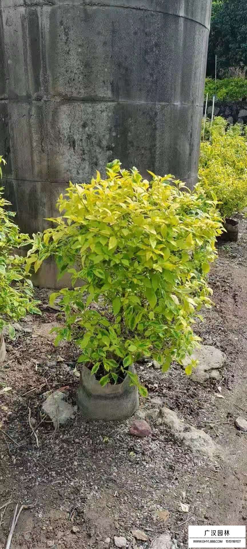 金葉假連翹(圖6)