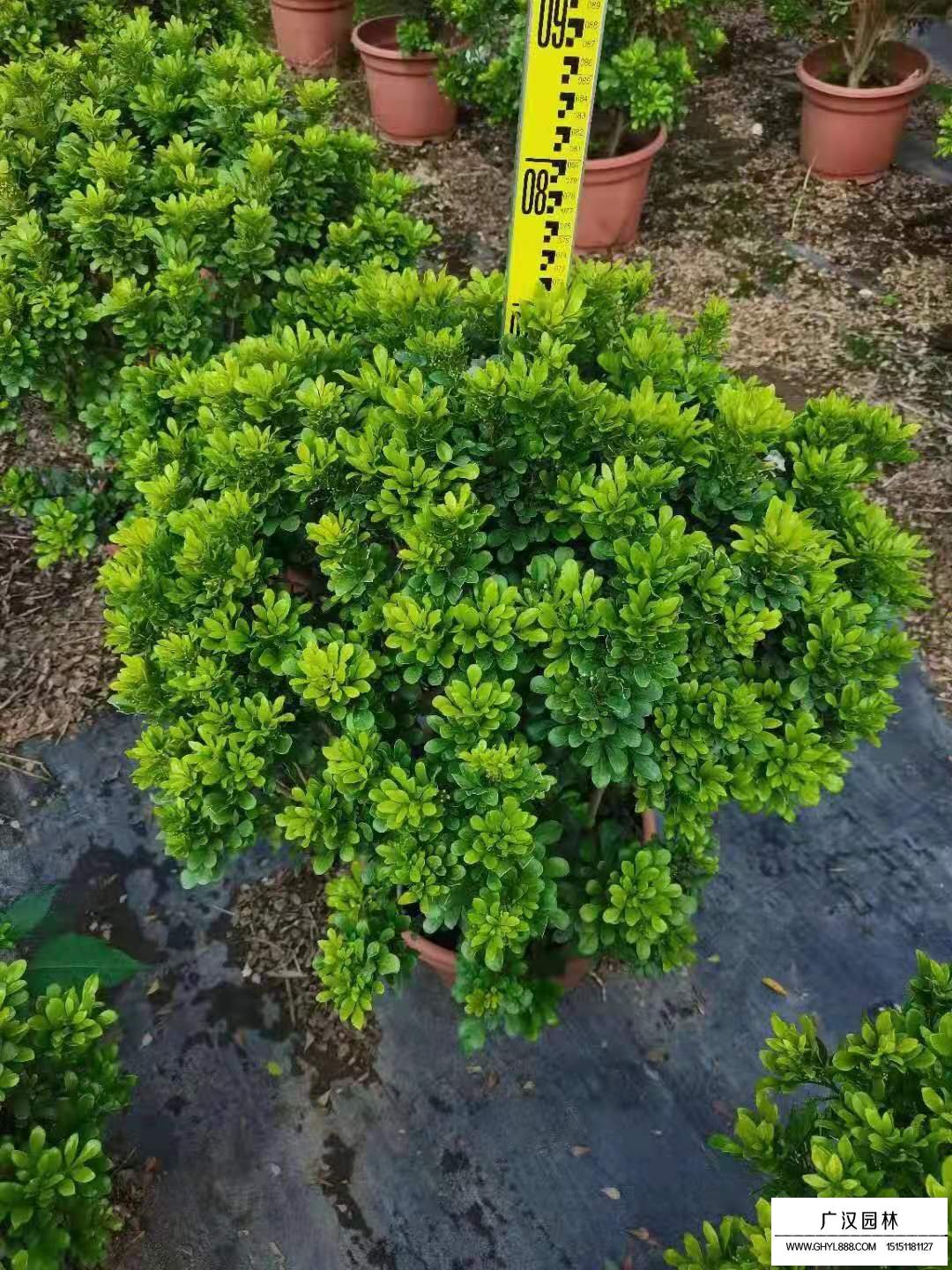 米蘭花(圖1)