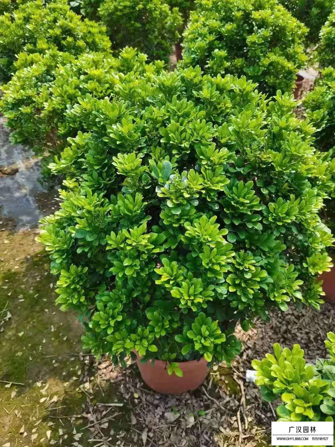 米蘭花(圖2)