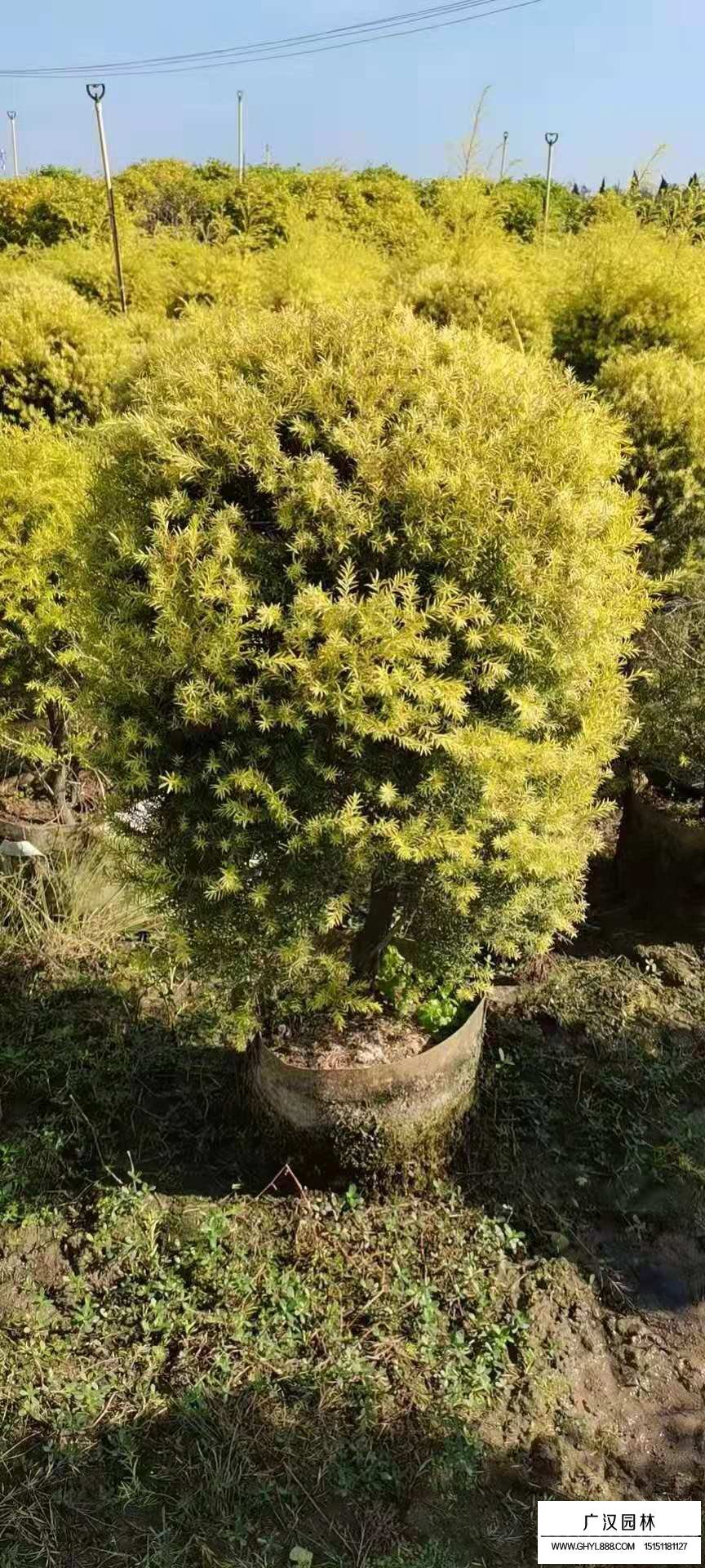 香柳(圖1)