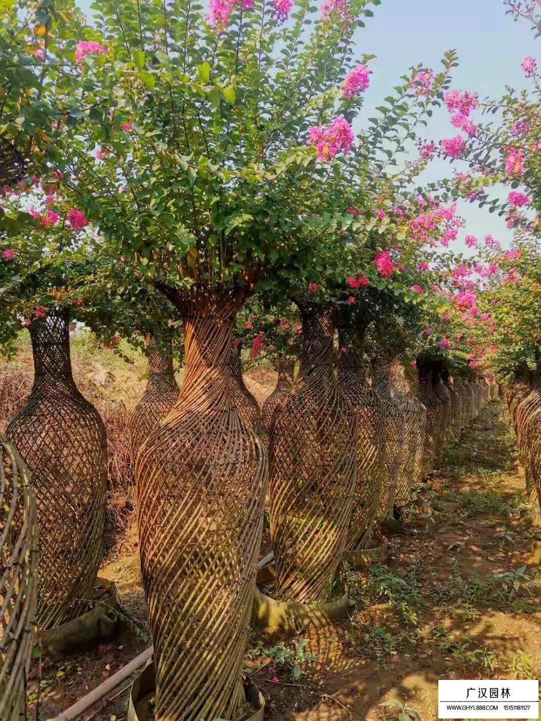 紫薇花瓶(圖3)