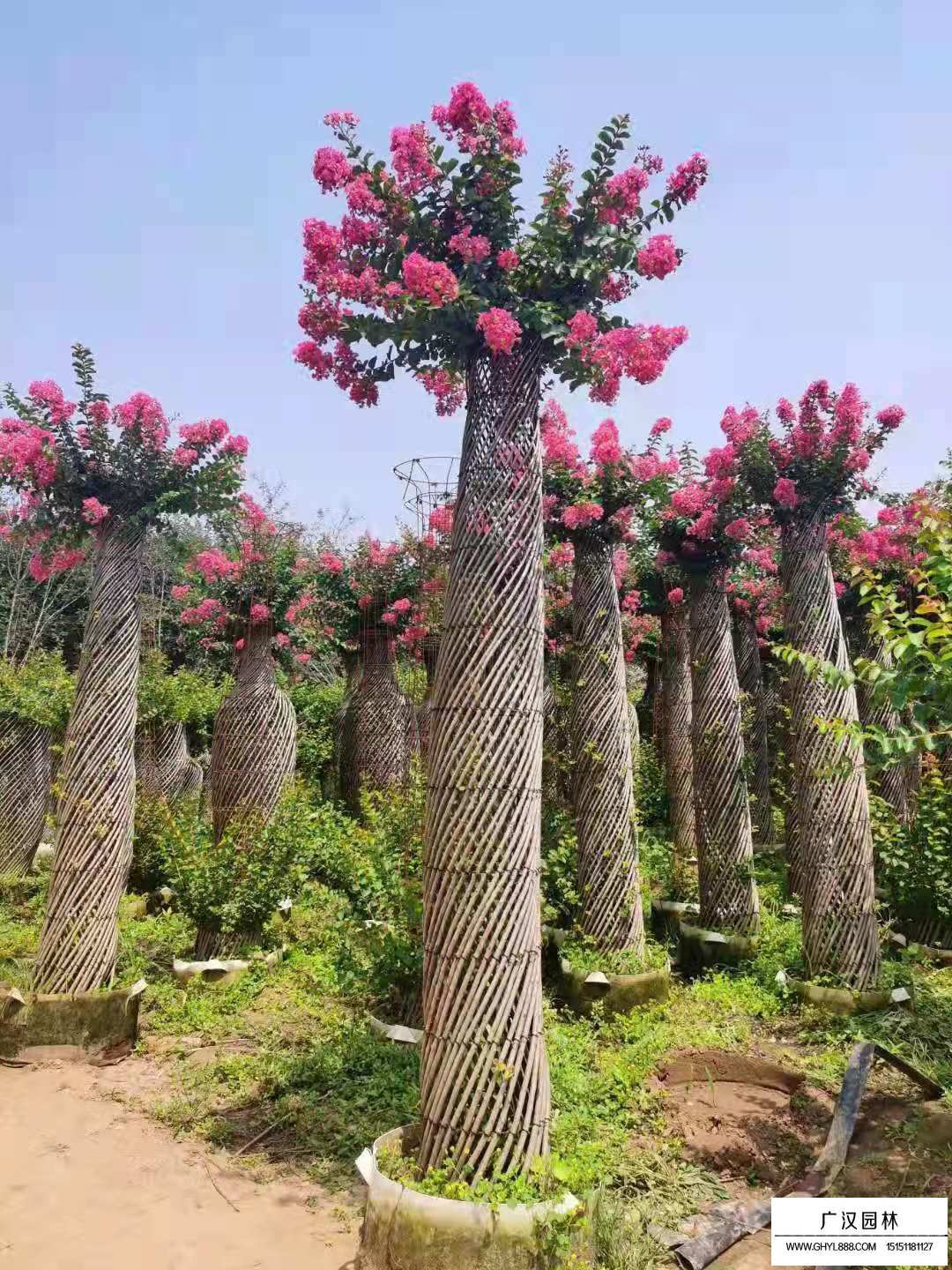 紫薇花瓶(圖4)