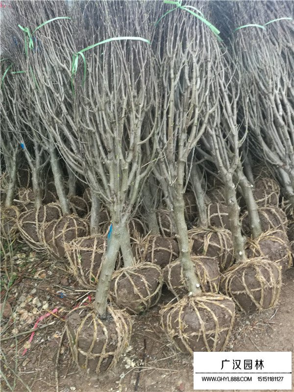 不同規格木槿的價格(圖1)