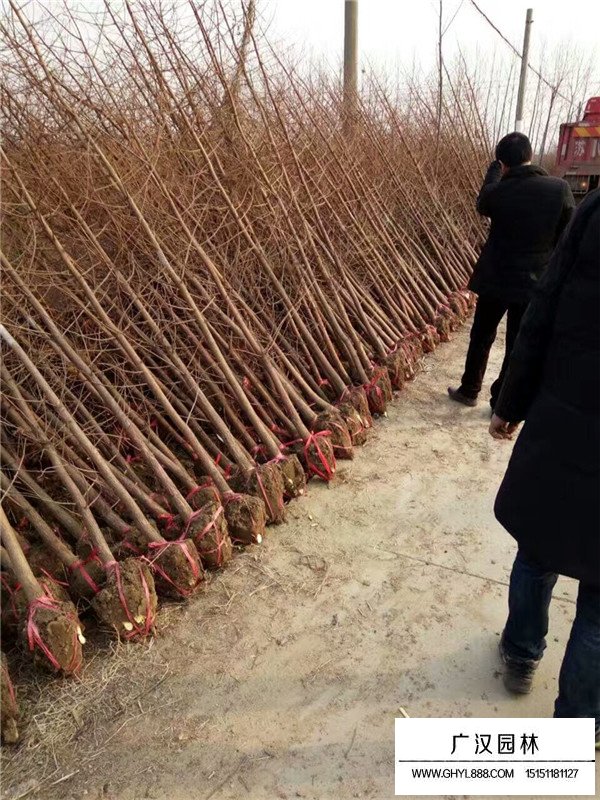 不同胸徑水杉的價格(圖3)