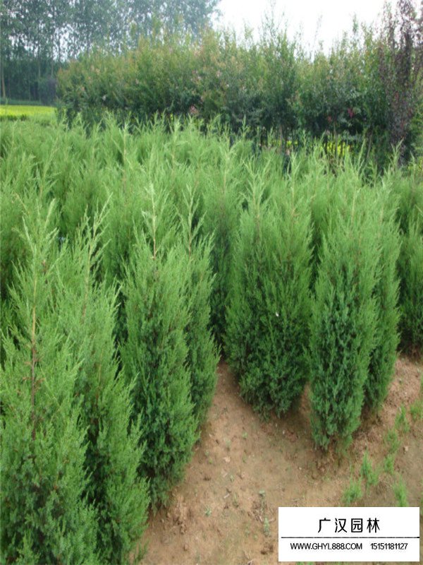 圓柏幼苗的種植過程(圖1)