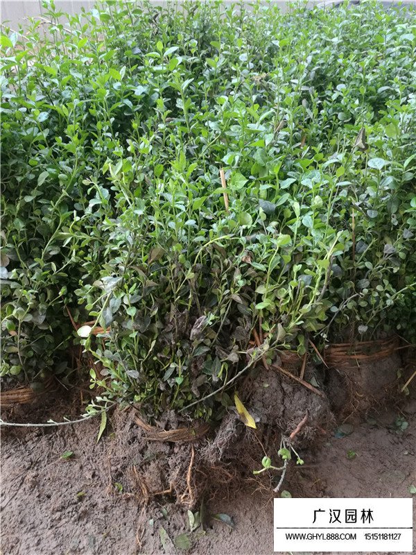 不同規格小葉扶芳藤的價格(圖1)