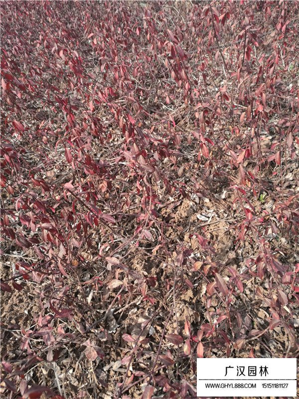 不同規格小葉扶芳藤的價格(圖2)