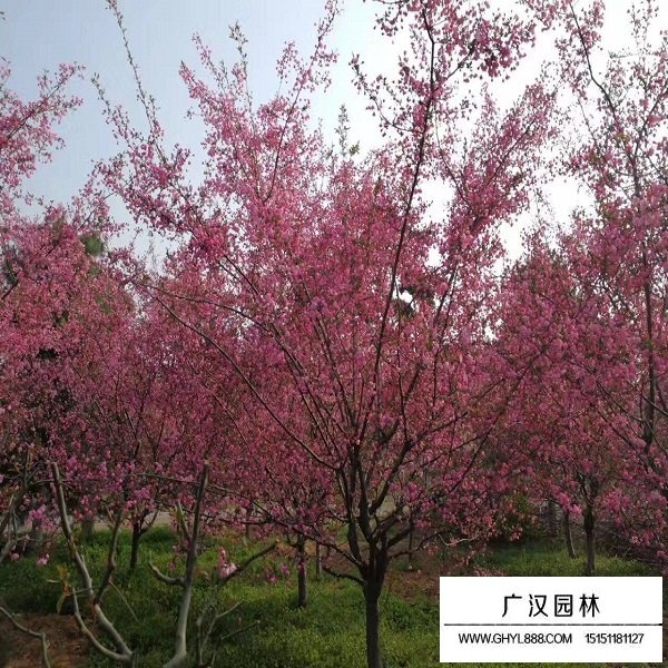 冬紅海棠的形態(圖1)