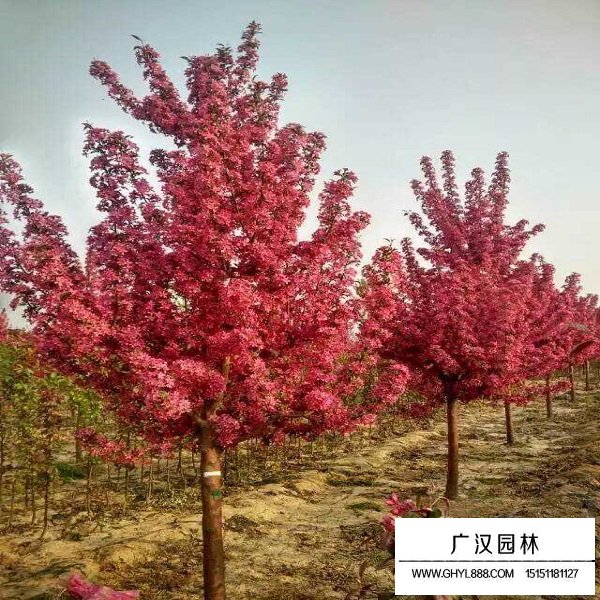 冬紅海棠的形態(圖2)