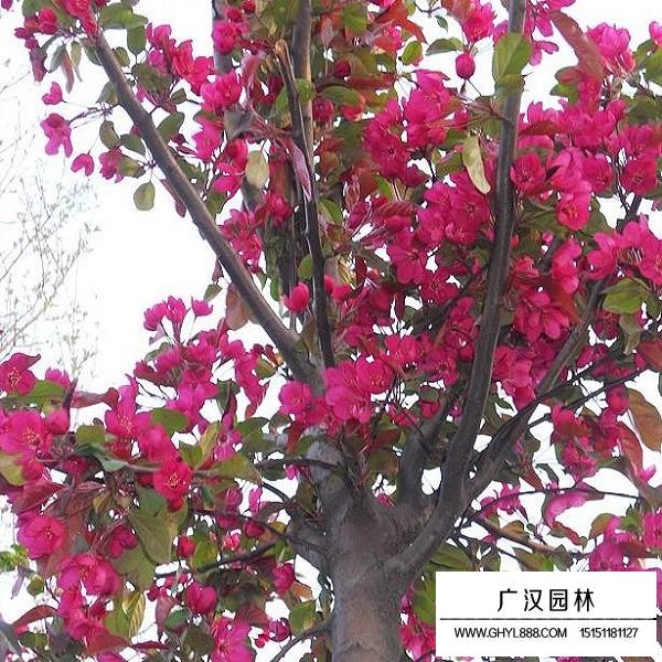 冬紅海棠的形態(圖3)