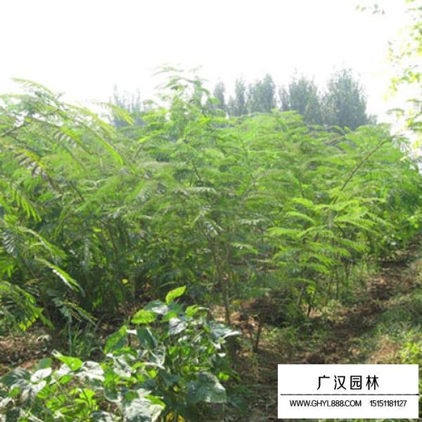 細葉合歡(圖1)