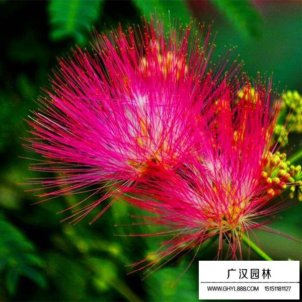 細葉合歡(圖2)