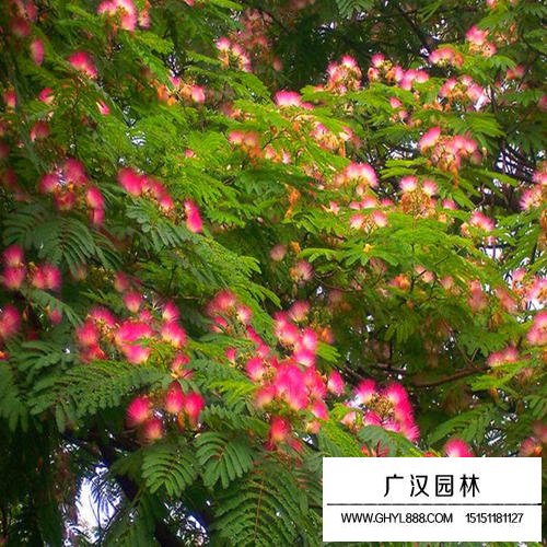 細葉合歡(圖3)