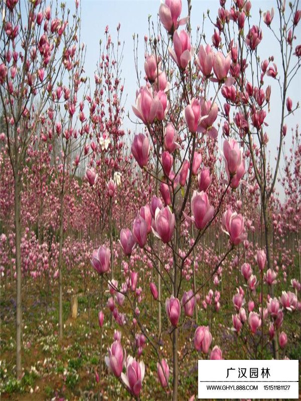 紅玉蘭的花期是什么時候(圖1)