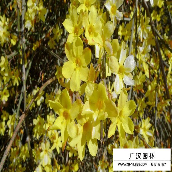 迎春花的自身特點(圖2)
