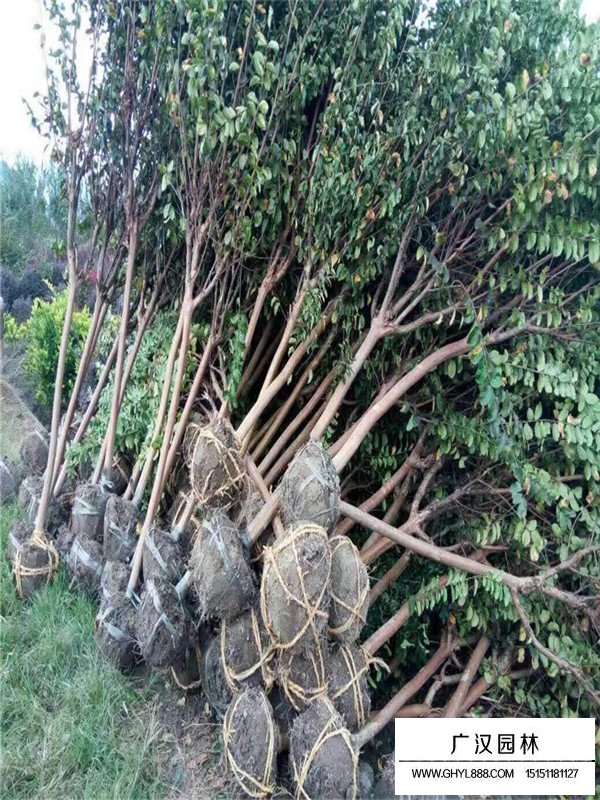 不同地徑百日紅的售價(圖2)